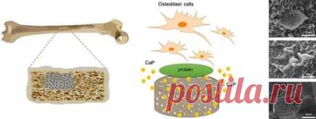 2018. Российские ученые создали «таблетки» для восстановления костей