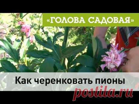 Голова садовая -Как черенковать пионы