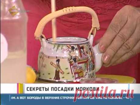 Секреты посадки моркови