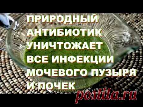 ПРИРОДНЫЙ АНТИБИОТИК УНИЧТОЖАЕТ ВСЕ ИНФЕКЦИИ МОЧЕВОГО ПУЗЫРЯ И ПОЧЕК