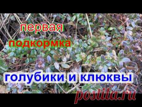 ПЕРВАЯ подкормка ГОЛУБИКИ и КЛЮКВЫ весной.FIRST top dressing BLUEBERRIES and Cranberries - YouTube