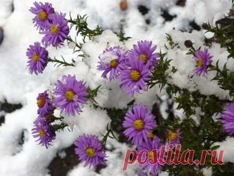 Плейкаст «Цветы под снегом»