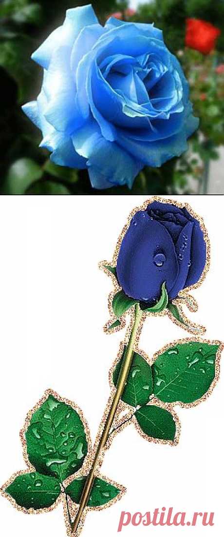 Розы синие и голубые