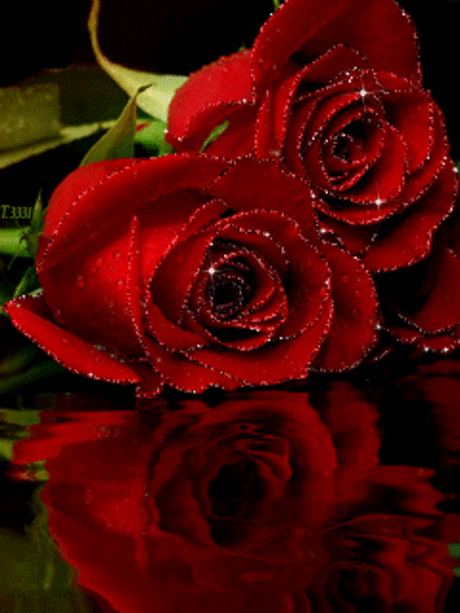 rosas rojas