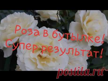 Череночник из бутылки! Черенкование роз удаётся на УРА!!!🍀🤩//Борис Борисов