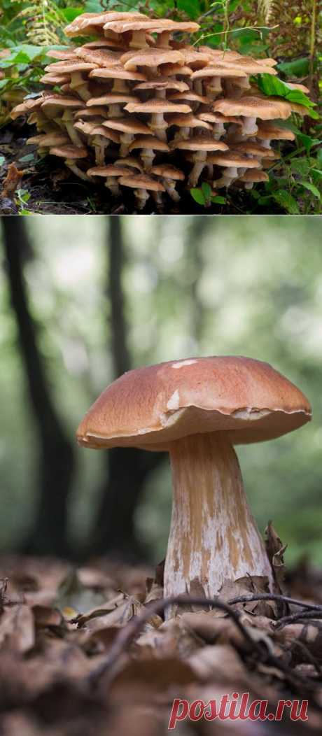 Топ-10 грибов: Короли леса • НОВОСТИ В ФОТОГРАФИЯХ