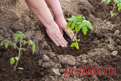 Как вырастить помидоры без рассады | Томаты (Огород.ru)