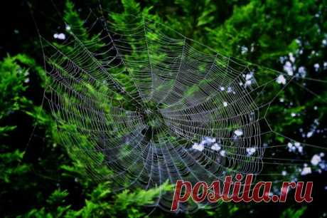 Почему нельзя убивать пауков в доме: суеверия и научный факт