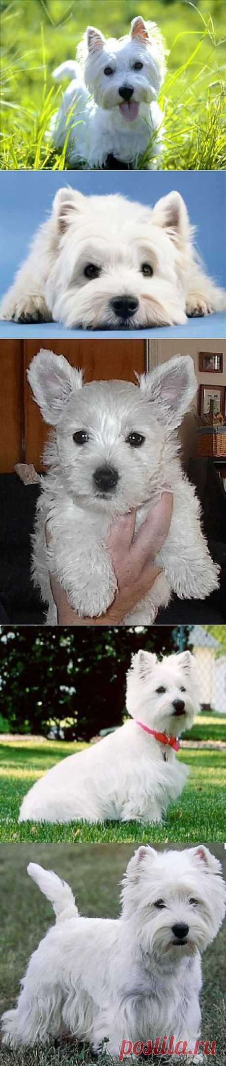 Вест хайленд уайт терьер (West highland white terrier) - описание породы и фото, щенки и питомники, уход за собакой | Animal.ru