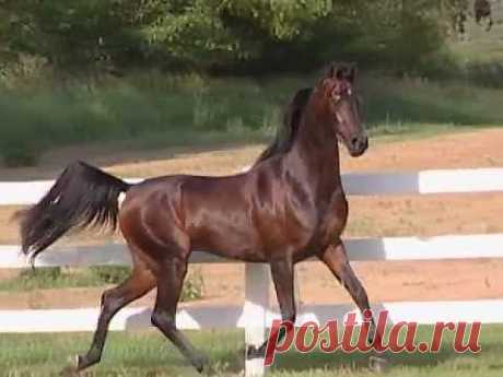Арабская лошадь - YouTube