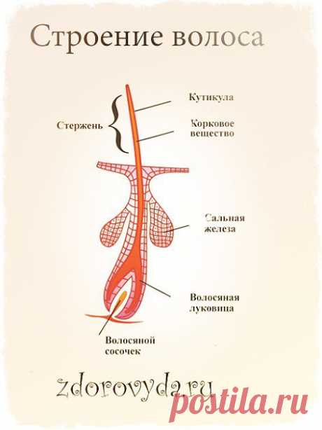 Выпадают Волосы!Что делать?!.