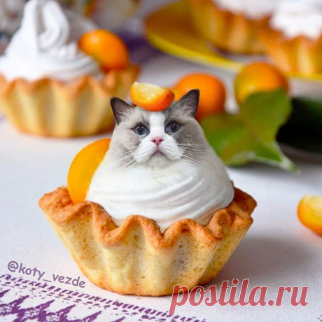 Fruit cake @sweetheartragdoll 🧁
.
My merch - @kotomerch
.
#кот #котик #коты #cat #cats #catsofinstagram #catsagram  #Photoshop #meme #memes #catmeme #funnycats #humor #юмор #humor #cats_of_instagram #catsofworld #catlover 
#animal #animals #猫 #lol
#food #fruit #еда #yummy #cake #cakes
. 
You can support me by buying a mix with your pet or at Patreon!