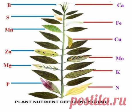 что не хватает растению