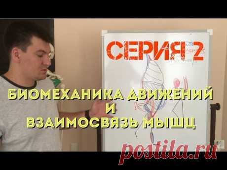 Вторая серия. Биомеханика движений и связь мышц.