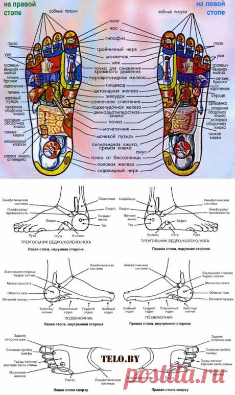 Проекции внутренних органов на стопе