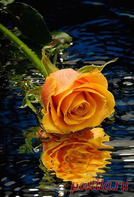 Yellow Rose | Beautiful Blooms