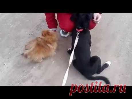 Шериза.2 мая - прогулка с Алисой(померанский шпиц) социализация между собаками. - YouTube