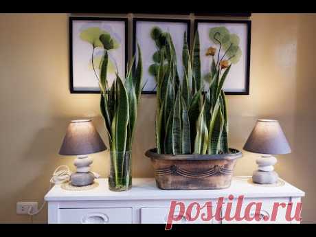 How to Care and Arrange Snake Plants in a Glass Vase and Beautiful Planter as Indoor Decoration