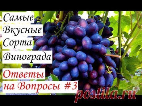 Самые вкусные сорта винограда. Ответы на вопросы #3