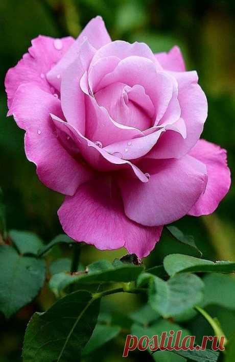 Красивые розы | 25 фото