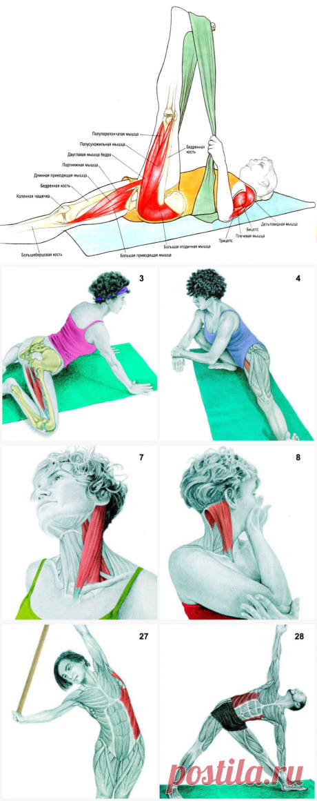 (+1) Что Вы тянете на самом деле: растяжка мышц в картинках