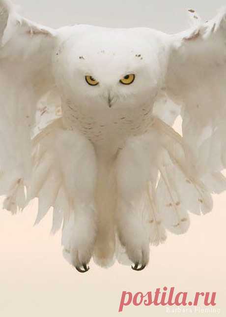 Snowy Owl | Animals | Birds