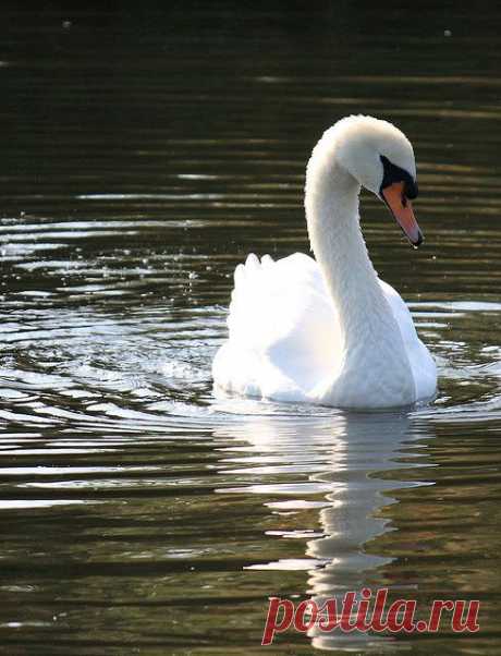 swan | Carol Mullen приколол(а) это к доске birds