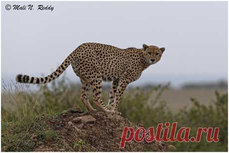 D5M_2283 Little cute Lion cub .. after rain .... Mara