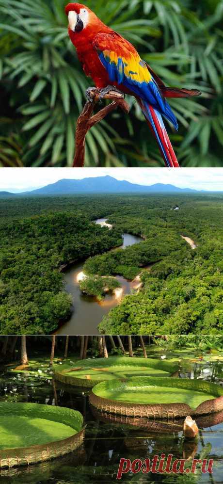 Большое фотопутешествие по лесам Амазонки :  НОВОСТИ В ФОТОГРАФИЯХ