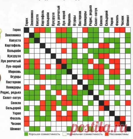 Эта таблица совместимости растений на грядке, поможет вырастить неплохой урожай на дачном участке! Что можно и чего категорически нельзя! — Копилочка полезных советов