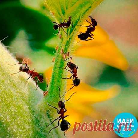 Избавляемся от муравьев НАВСЕГДА 

Самый простой способ избавления от муравьев навсегда в помещениях, домах, квартирах можно использовать даже там, где есть маленькие дети, т.к. это абсолютно безопасно для их здоровья.

Муравьи - жуткие сладкоежки. Поэтому использовать такой способ эффективно на 100%.

Нужно взять немного варенья (например полстакана),полчайной ложки борной кислоты и чайную ложку дрожжей. Дрожжи равномерно перемешать с вареньем и кислотой, размазать по пло...