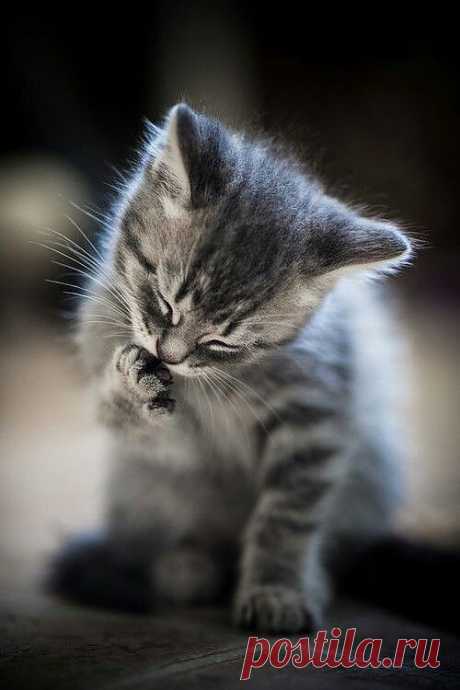 Love kittens ♥ / cute cat pics on imgfave