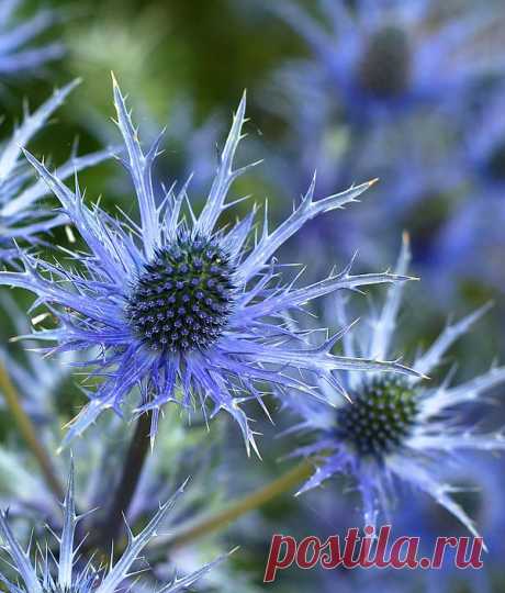 Синеголовник - 

Alien Plant  Free Stock Photo HD - Public Domain Pictures