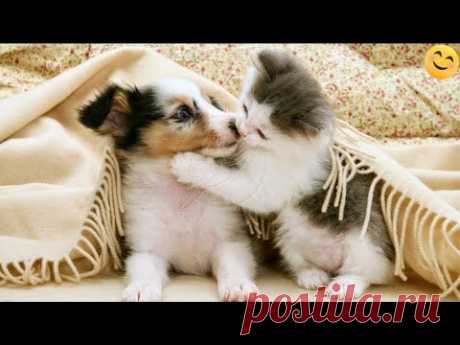 Funny ANIMALS videos😊Funniest CATS😺 and DOGS🐶 2024