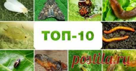 Топ-10 самых прожорливых вредителей огорода Огородные вредители редко обходят дачный участок стороной, ведь здесь полно вкусной пищи. Мы выбрали 10 самых прожорливых из них и составили краткое досье на каждого.