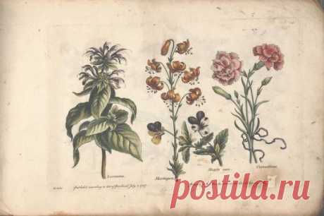 The florist, or, An extensive and curious collection of flowers, for the imitation of young ladies, either in drawing or in needle?workby A. Heckle. : Heckel, Augustin, : Free Download, Borrow, and Streaming : Internet Archive