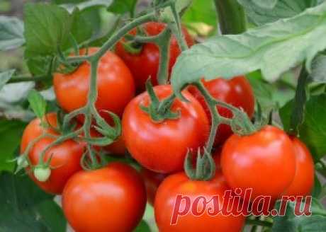 Как ускорить созревание томатов. 4 метода проверенных временем!