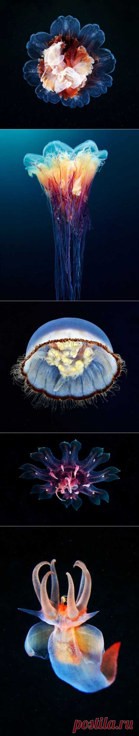 Восхитительный подводный мир . Эти фотографии морского биолога Александра Семенова облетели весь мир. В одной из экспедиций он снял редкие виды медуз, часть из которых ранее не попадалась на глаза ученым.