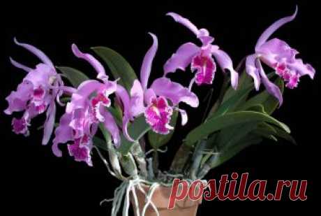 Орхидея Каттлея: уход в домашних условиях, реанимация растения без корней, болезни, выращивание