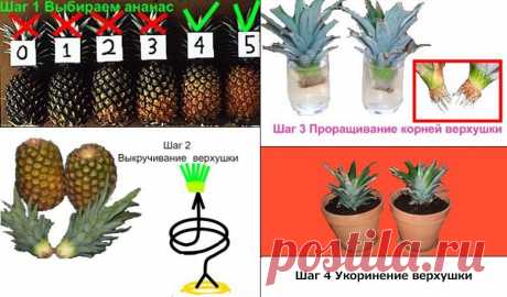 И еще один способ как вырастить ананас из купленного в обычном магазине плода за 4 шага!
Шаг 1 - Выбираем ананас!!!
 В любом продуктовом магазине необходимо выбрать спелый ананас, главное, чтобы листья были твердые, здоровые, зеленые (ни в коем случае не желтые или коричневые). Кожура самого плода также должна быть золотисто-желтого цвета, а не зеленая. Я рекомендую купить сразу 2 ананаса для выращивания – так