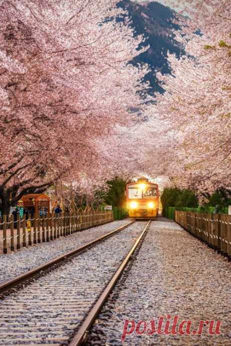 Cloud Nodes Photo - Gyeonghwa Station, Korea, covered in these beautiful cherry blossoms 346894638719203