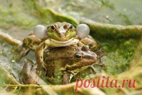 «Холодные объятия под серенаду» Самец озёрной лягушки (Pelophylax ridibundus) нежно обнимает подружку, напевая свою песнь. Фотограф – Дмитрий: nat-geo.ru/community/user/222488