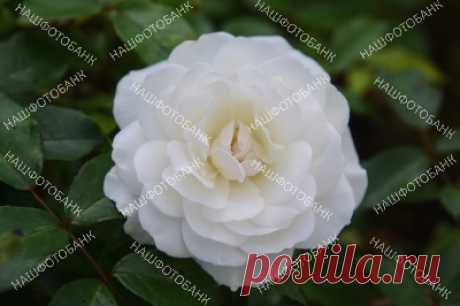 Белая роза в саду крупным планом Цветок белой розы крупным планом на фоне зелёных листьев в саду солнечным летним днём. Садоводство, цветы в природе.