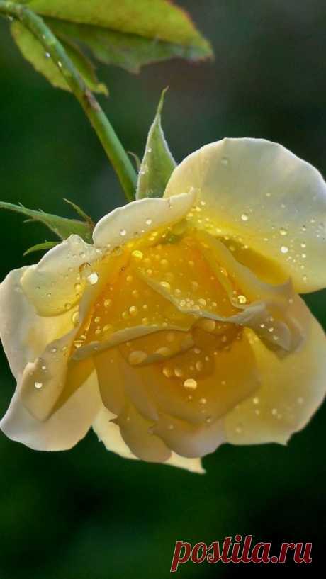 Yellow Rose with dew drops.