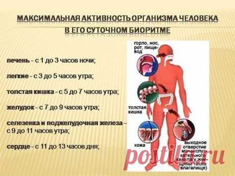 Максимальная активность организма человека в его суточном биоритме.