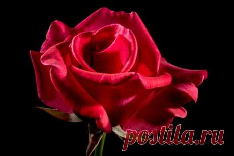 red rose image