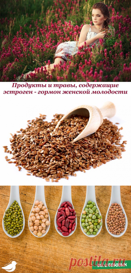 Продукты и травы, содержащие эстроген - гормон женской молодости  📌


Женщина всегда хочет выглядеть привлекательно и быть красивой. Но красота идет изнутри и это, в первую очередь, здоровье. И на женское здоровье очень сильно влияет гормональный фон – содержание в организме гормонов.