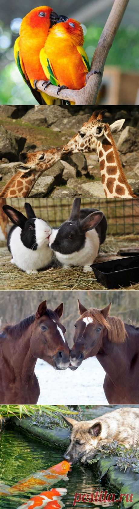 (+1) тема - 15 очаровательных поцелуев среди животных | ЛЮБИМЫЕ ФОТО