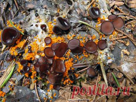 Как грибы помогают саду? — Знакомимся с аскомицетами. Фото — Ботаничка