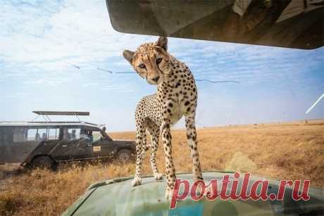 Во время сафари в Национальном парке Серенгети в Танзании одному фотографу повезло,когда юный гепард